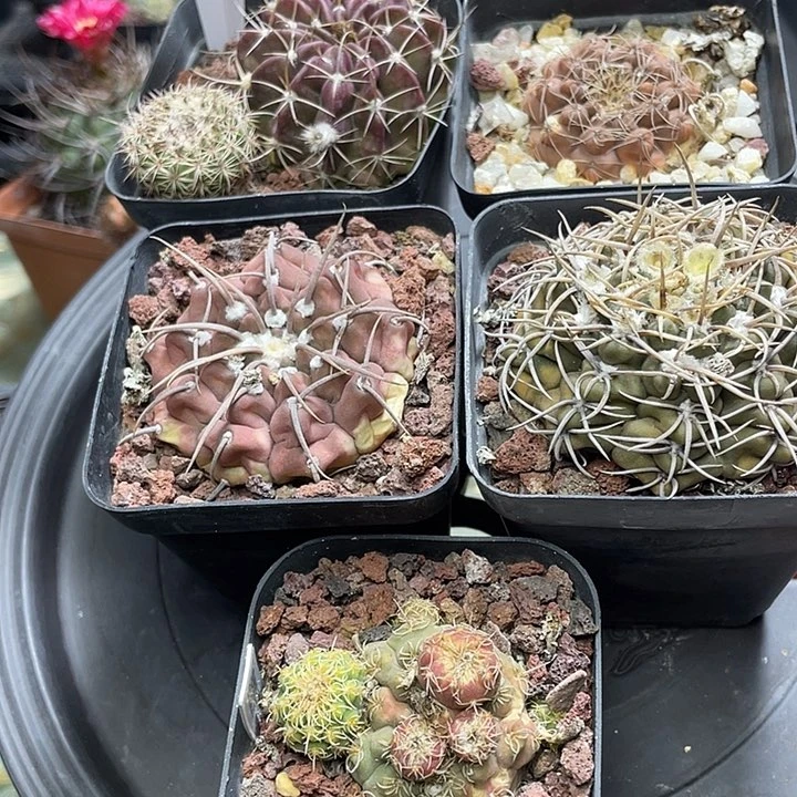 农***张7663一组五盆裸根发