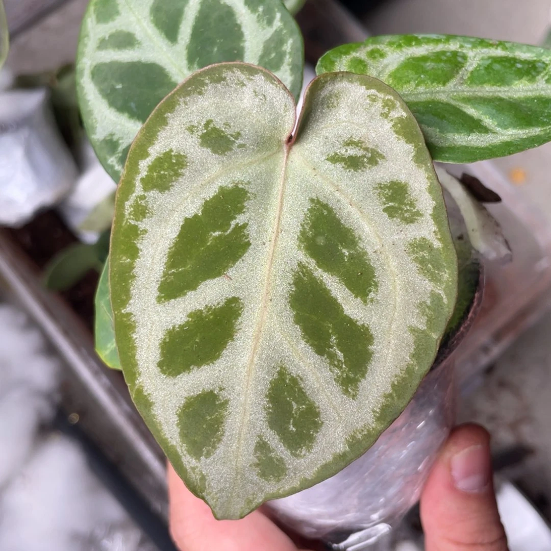 当前无花栽培后可以开花无敌小江江自育新品