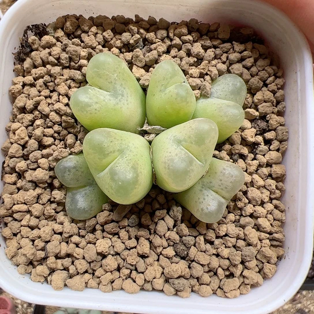 【闪购商品】3 绿变异