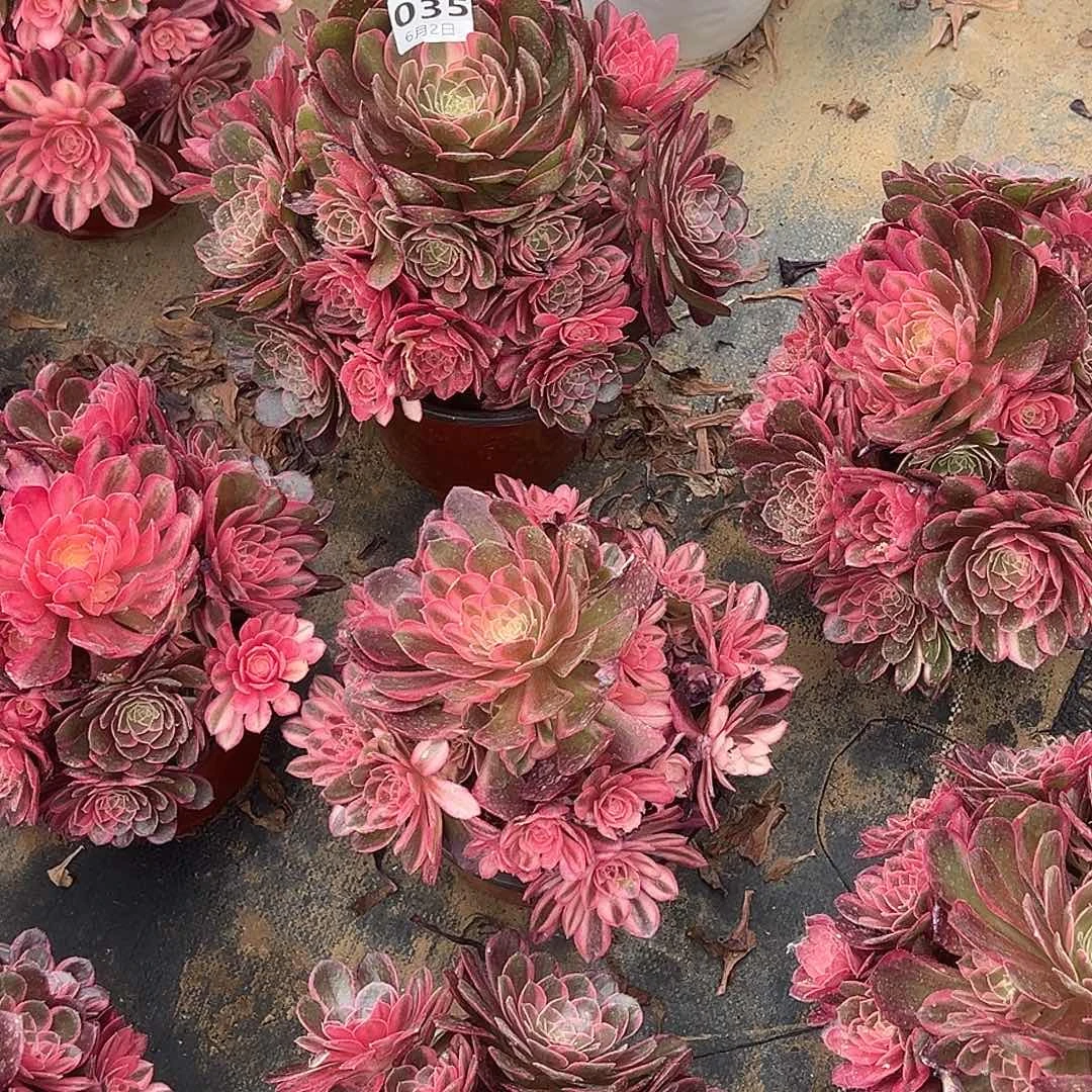 刘*丫6.2.35黑魔锦多肉植物1