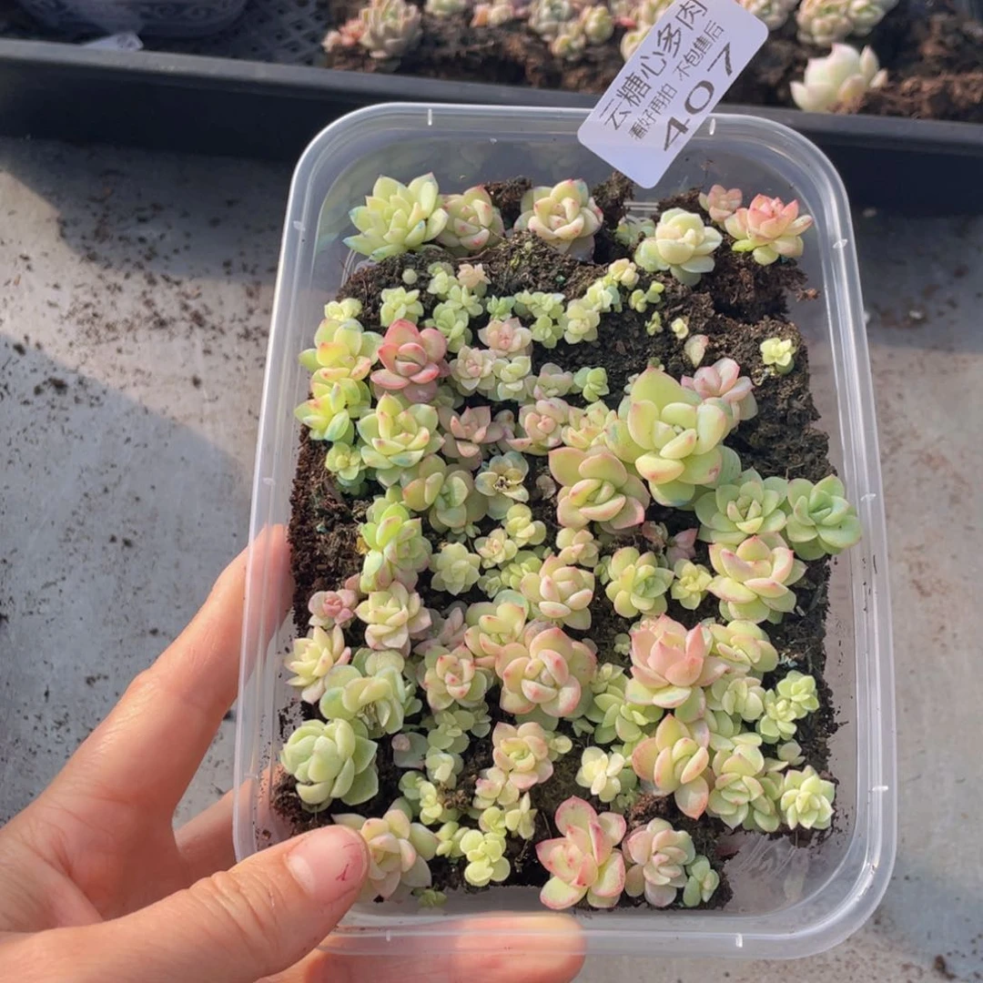 今***z云糖心多肉植物407
