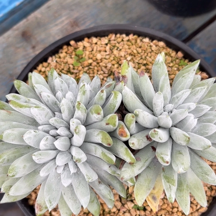 一物一拍帕翠沙1657