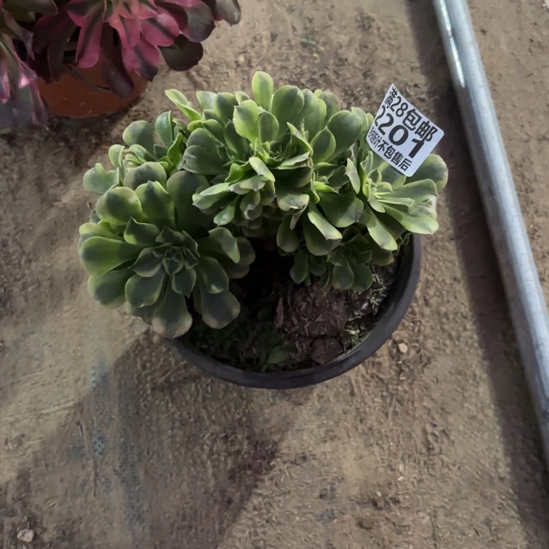 X. 2201绿豆沙最多肉，babe