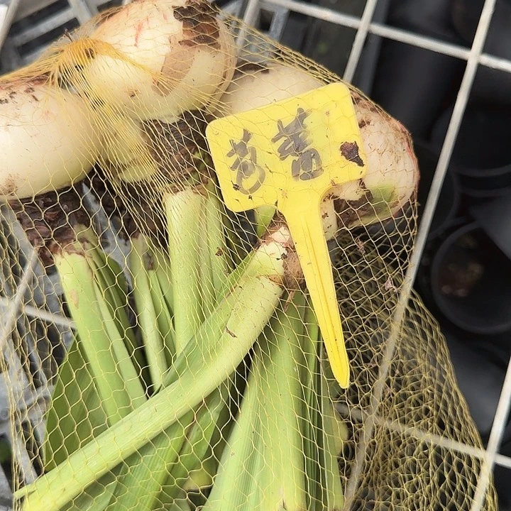 芭蕾舞女样品球一个5+
