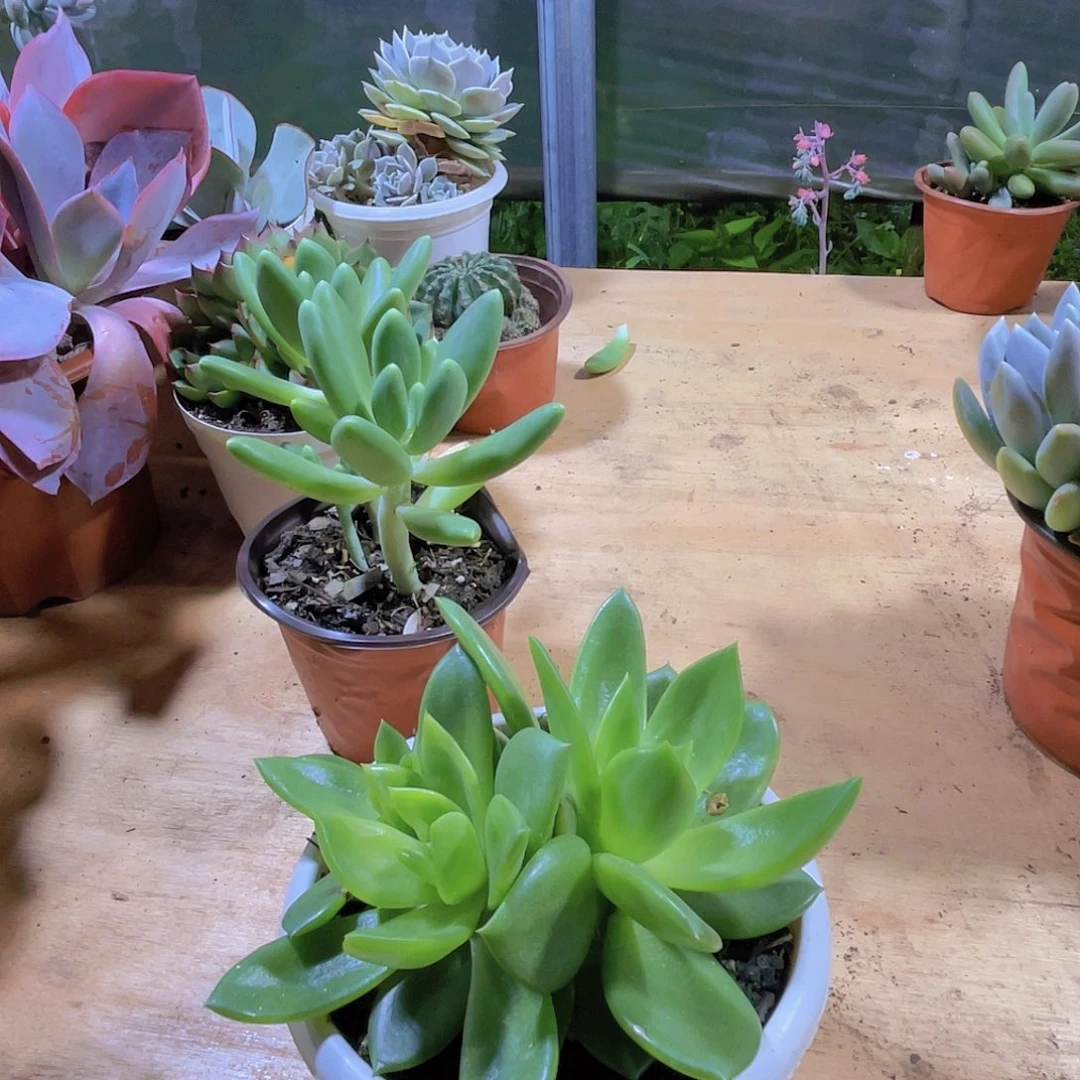 ****苗00000000000000389