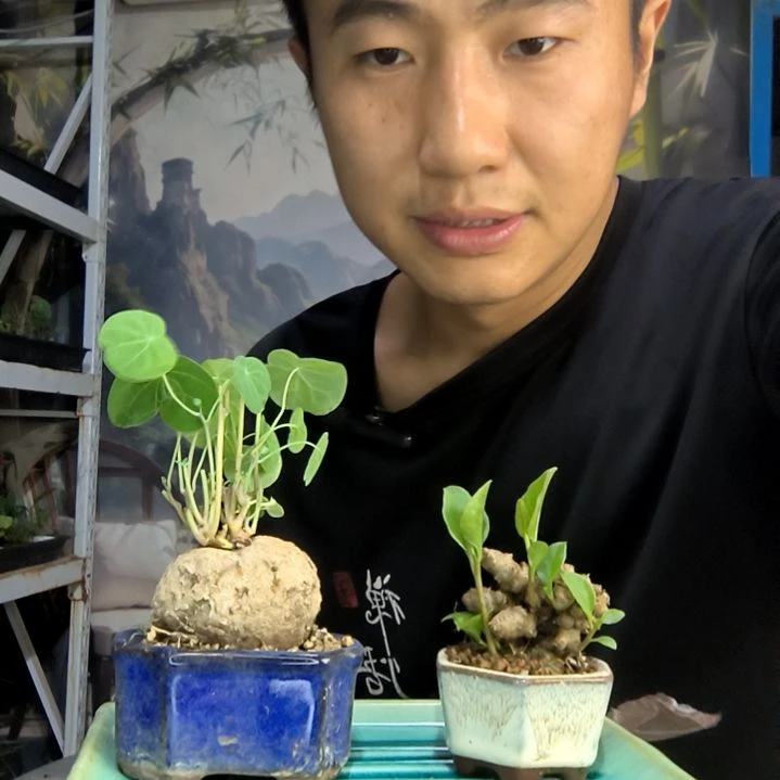一***静中青园艺一物一拍402