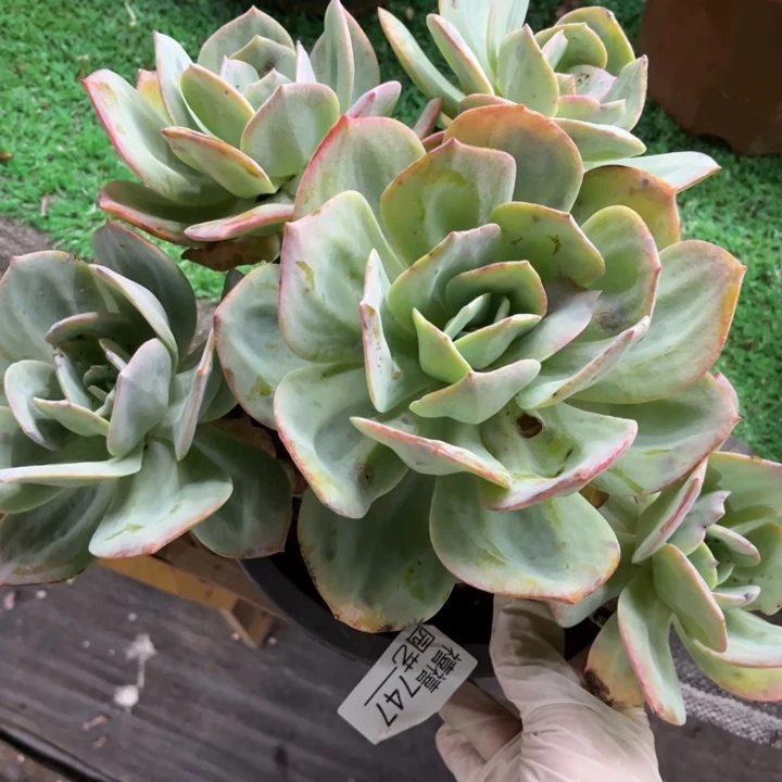 747凤群多肉植物瑕疵