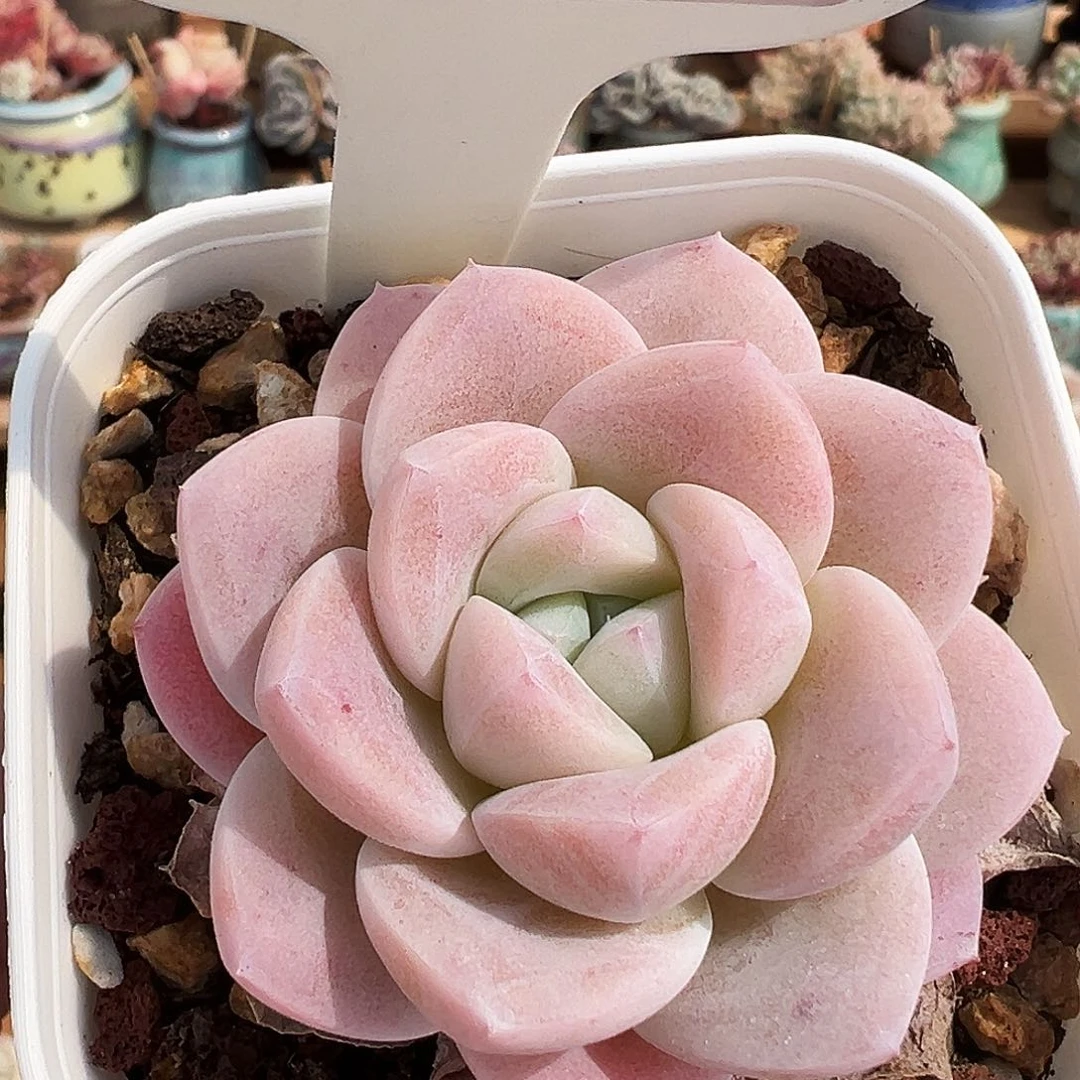 岁***?多肉1361号，黑土