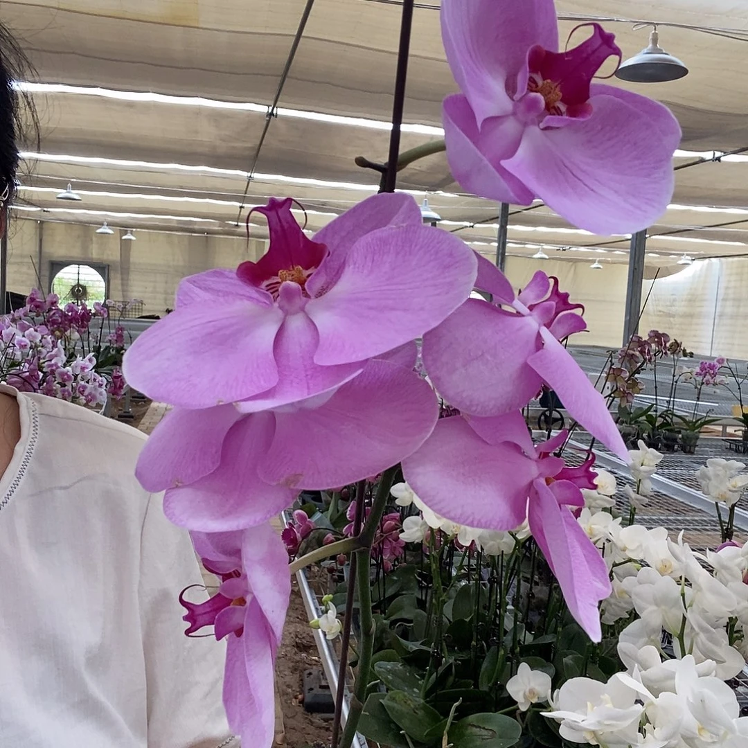 完全开放粉冠军1棵福利