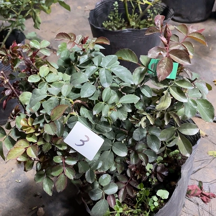 当前无花朵，栽培后可花朵3可爱多