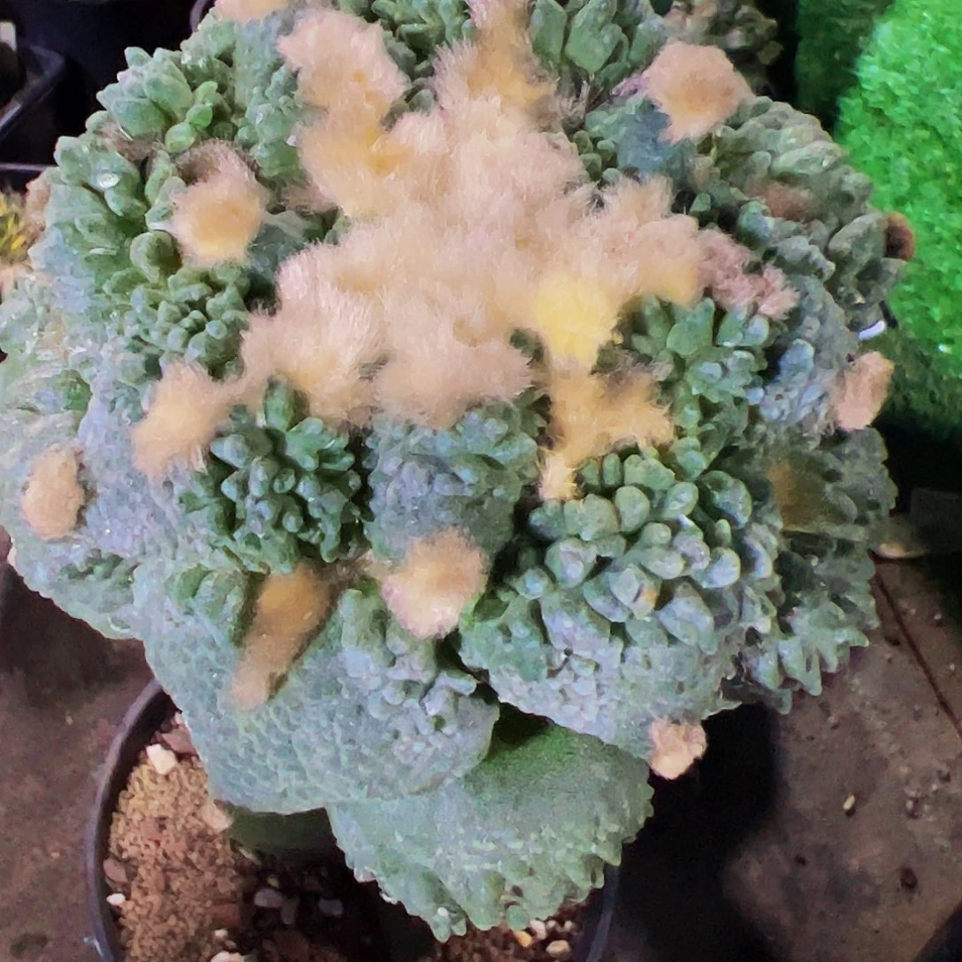 无花朵福利怒涛牡丹157