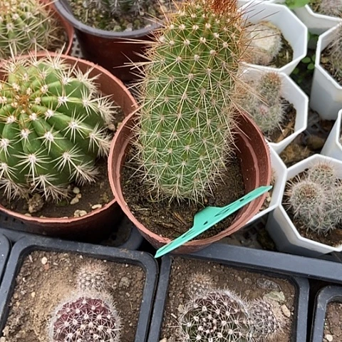 月**雨仙人掌T S 126