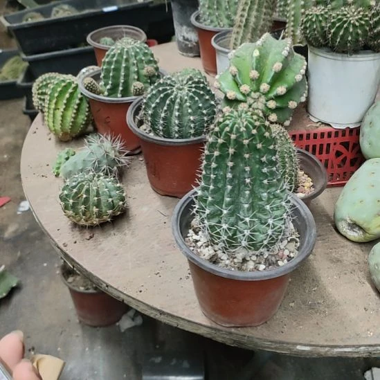 仙人球彩草彩云带根带盆
