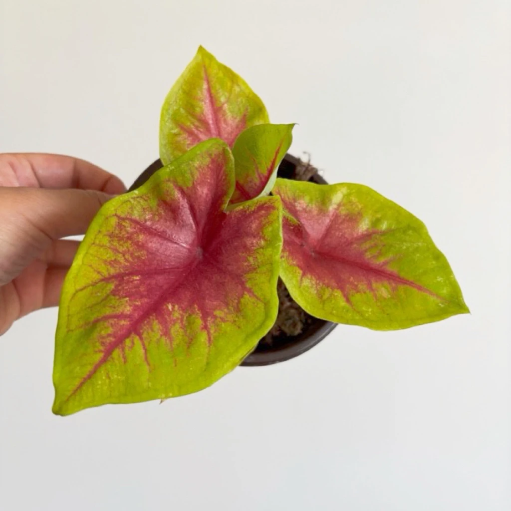 甜心皇后彩叶芋热值观叶桌面植物耐热好养