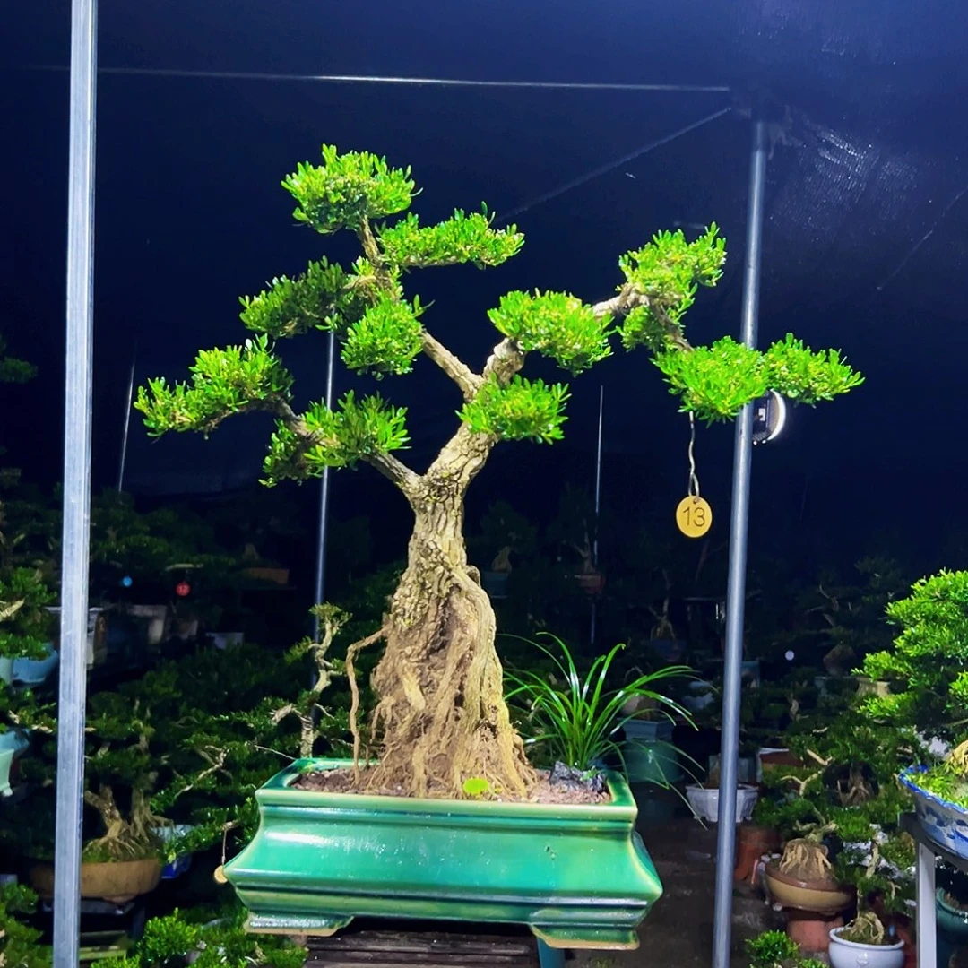 无花朵黄杨木