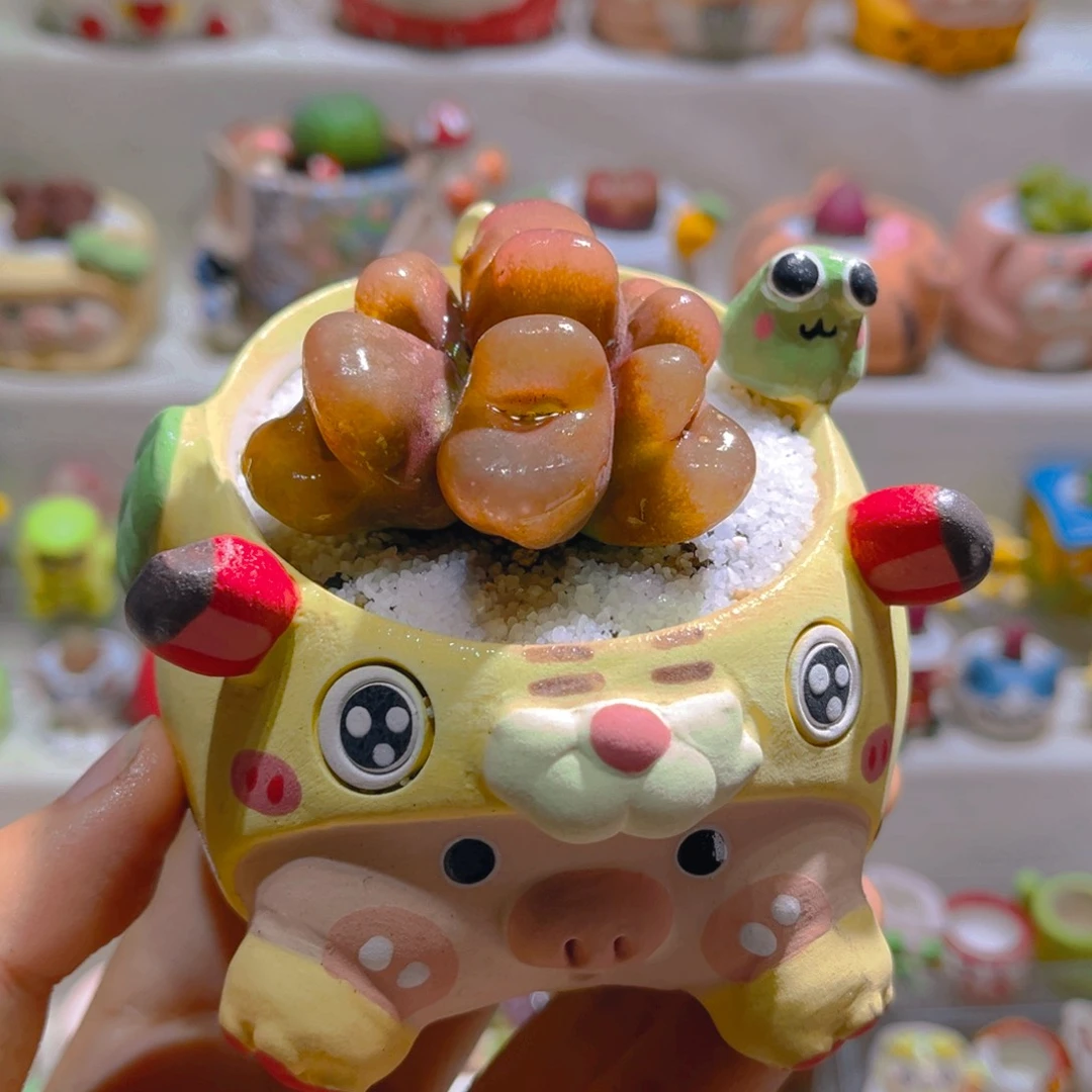 022高端多肉带盆土一套98