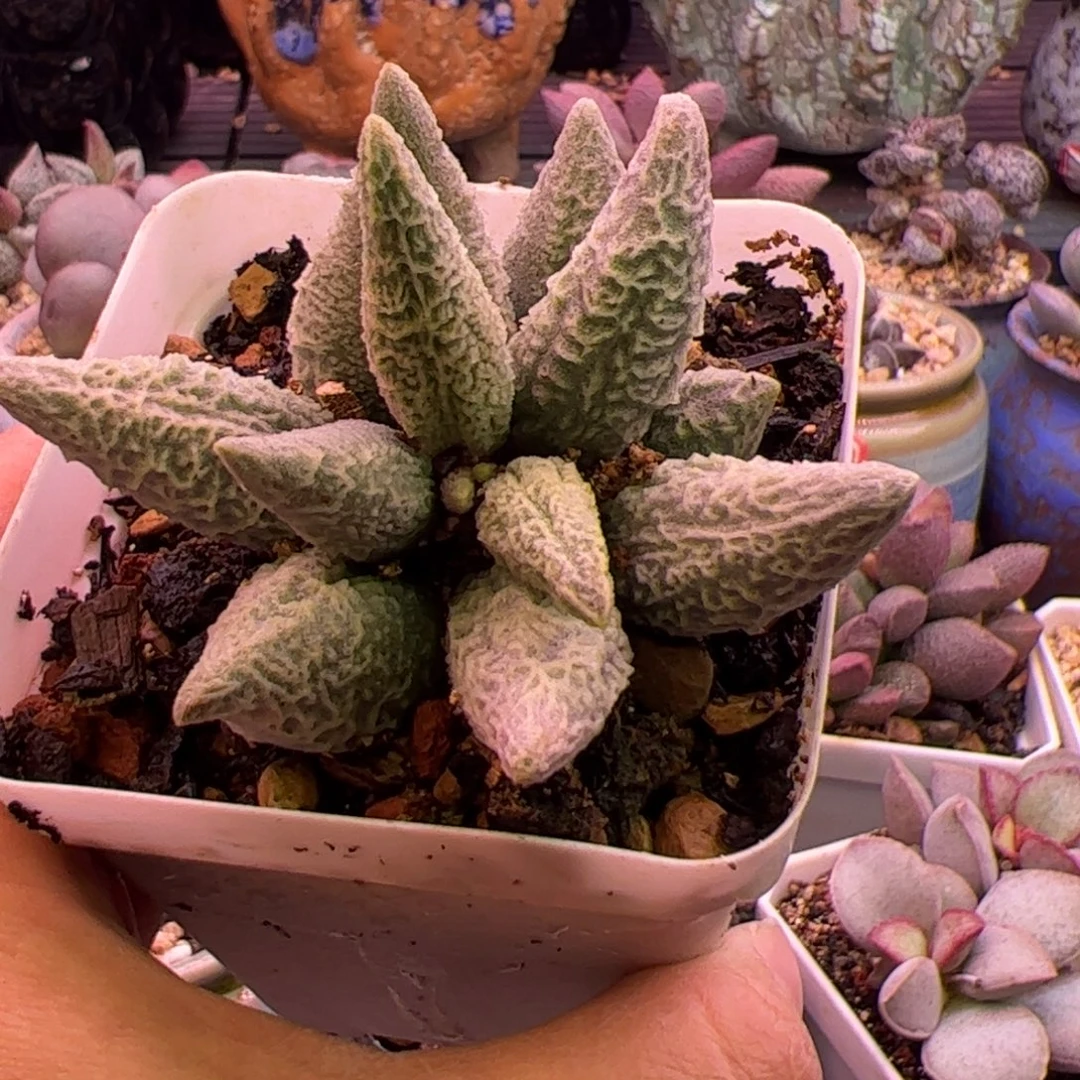 融化纹冰淇淋。