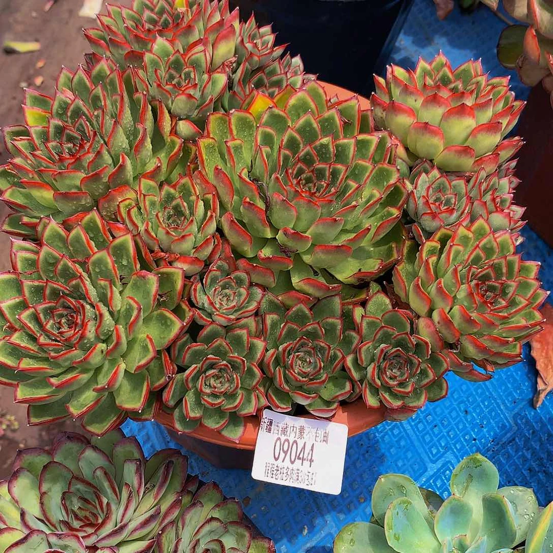 水***色萤火虫09044多肉多肉