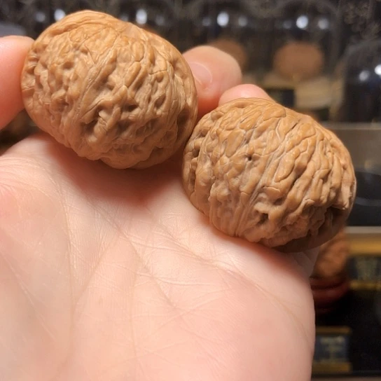 高端野生品：蛟龙