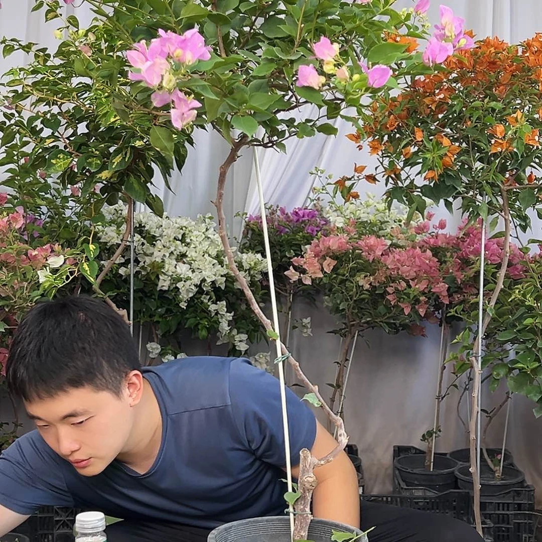 一***葵当前无花栽培后可以开花J82粉可爱