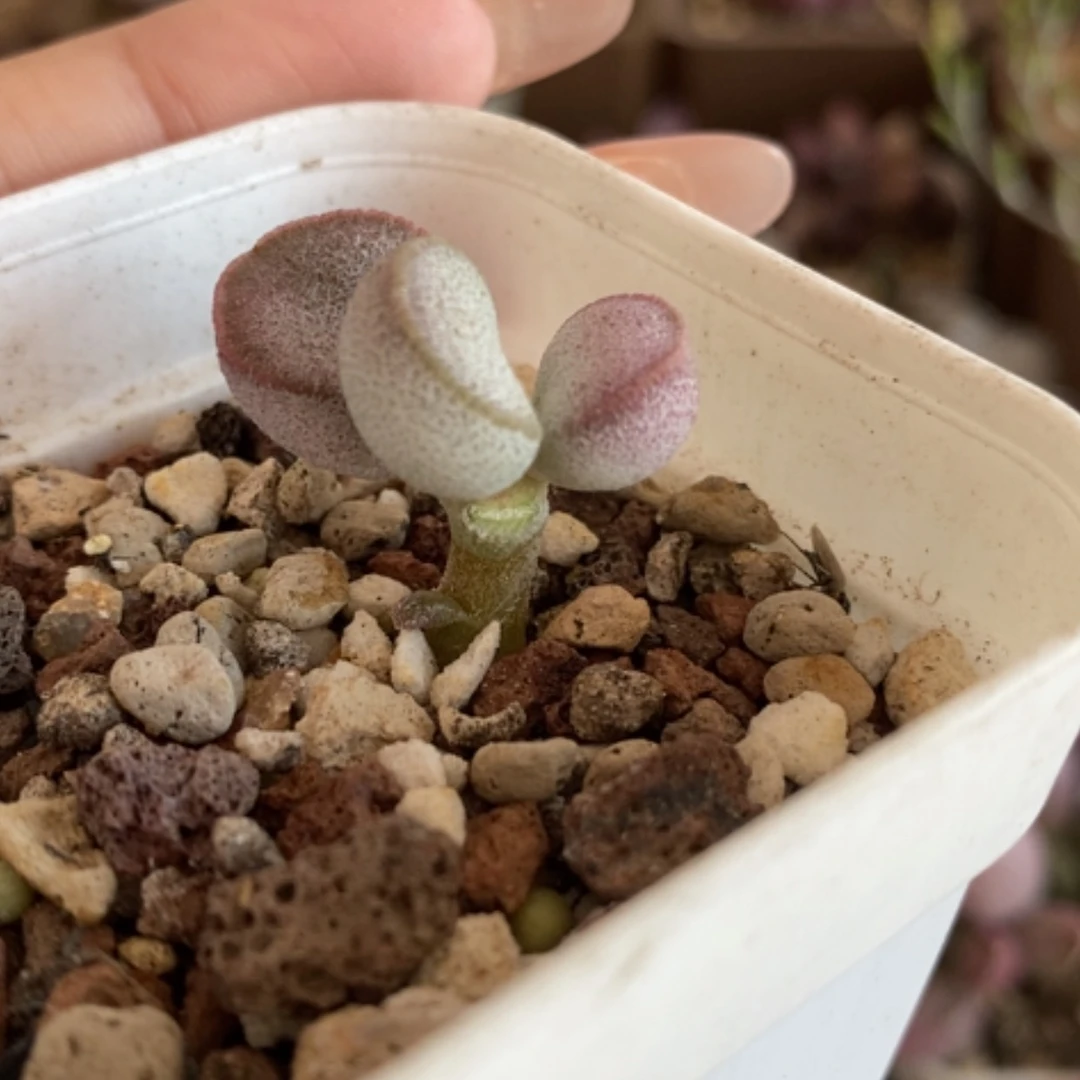 【闪购商品】无花朵