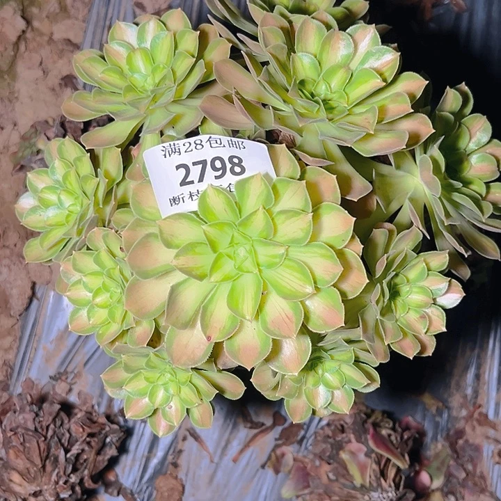 2798韶华多肉植物保护