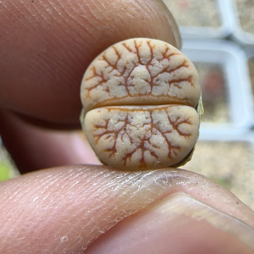 648 生石花大棚直播