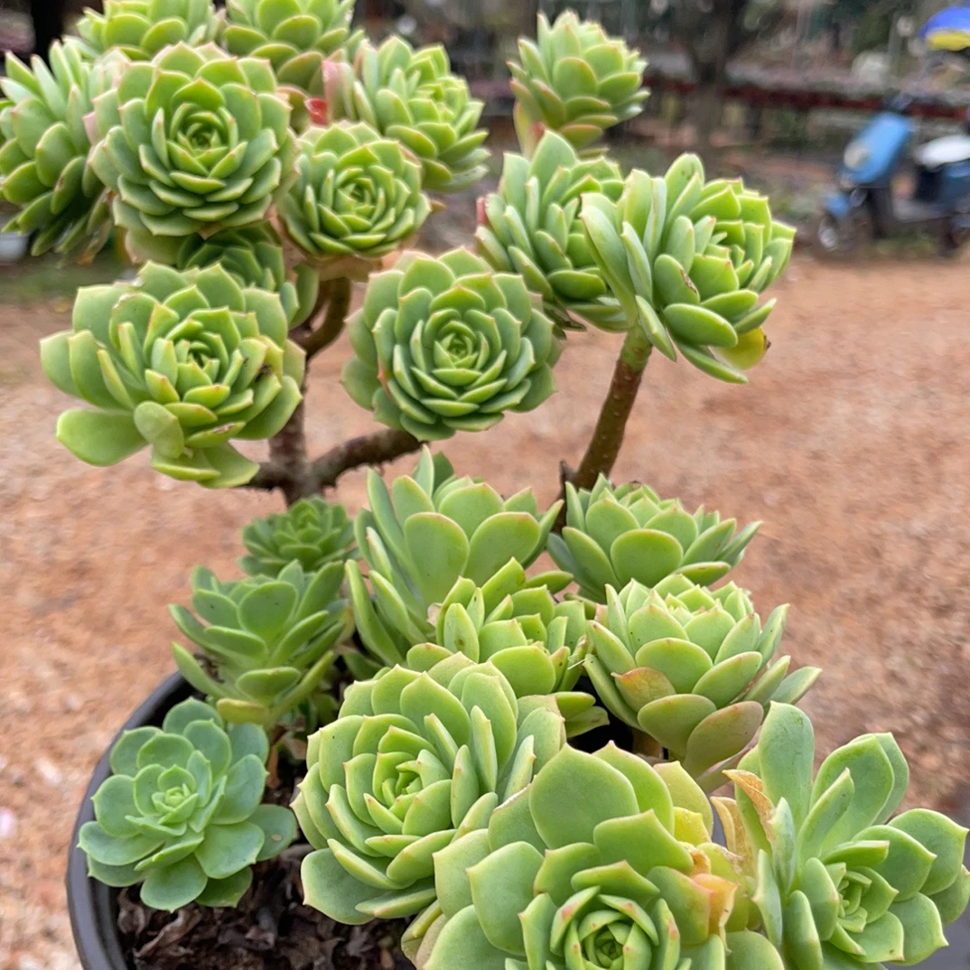 绿蔷薇 金金精品多肉植物