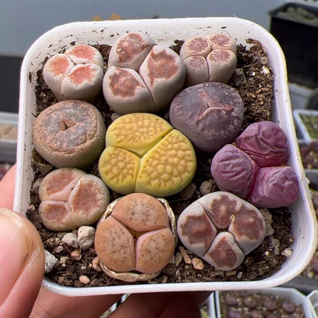 【闪购商品】000000017