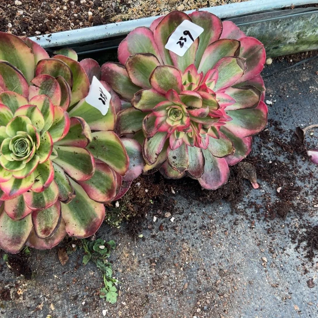 朵*258 259鸿运多肉多肉多破事