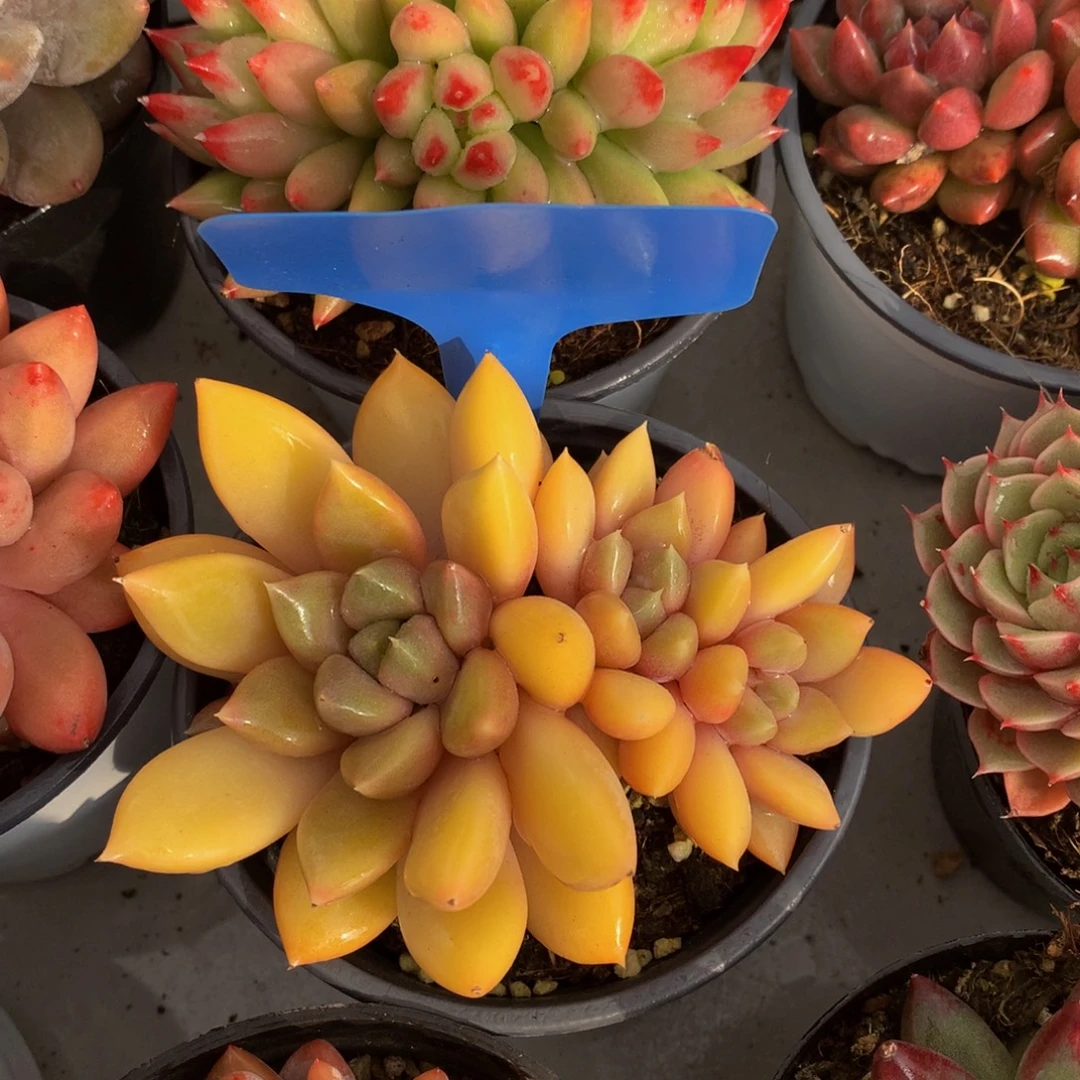 红象牙62626262626626