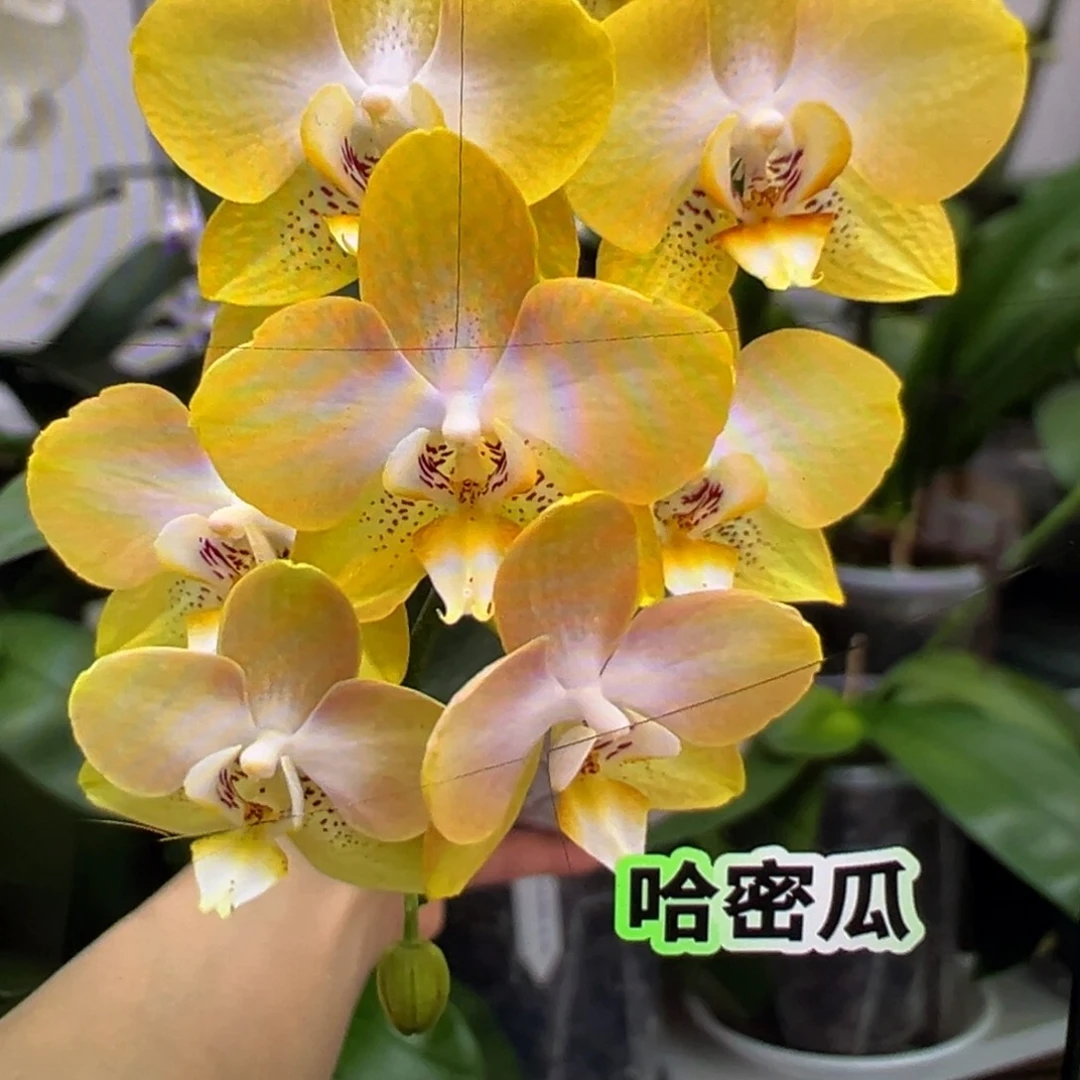 当前无花栽培后可以开花双头哈密瓜微瑕疵凑单发货一颗不发货