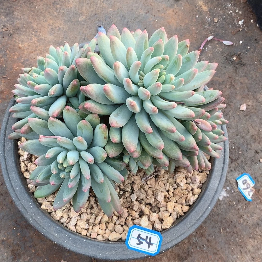 54樱花美人一物一拍多肉