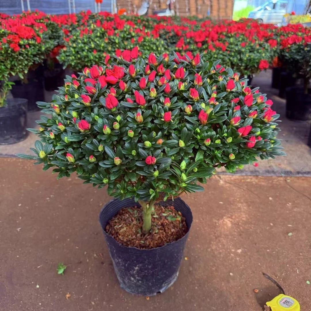 杜鹃花盆栽花卉植物室内花带苞大颗老桩四季开花植物好养易活绿植