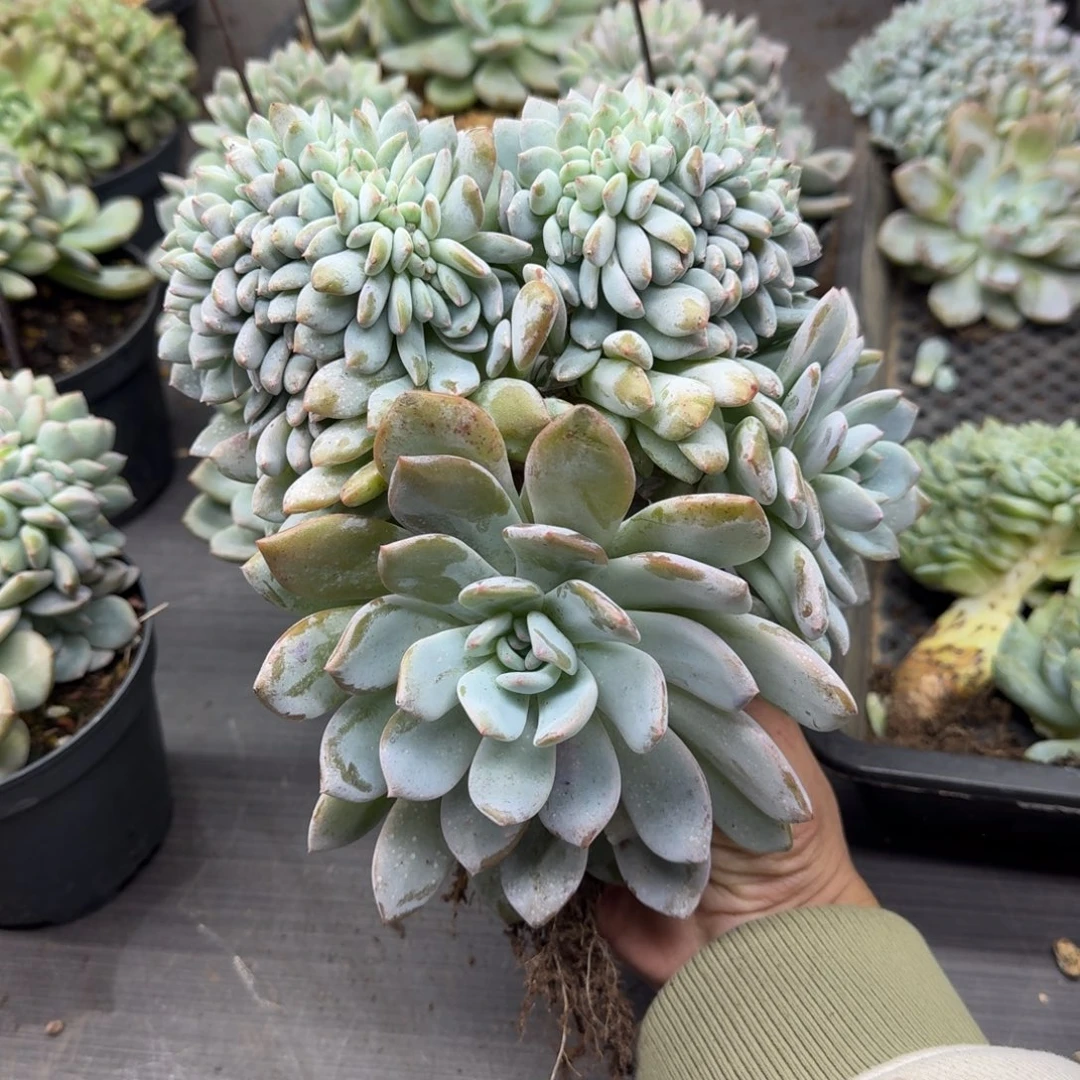 星影树缀无砍多肉