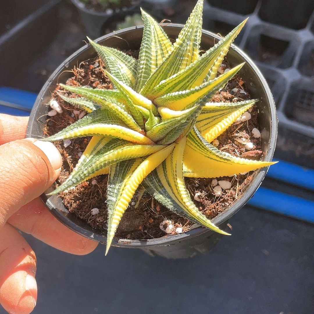 琉璃殿锦带盆发货