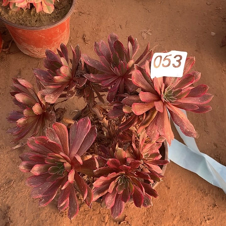 无花朵053紫霞南