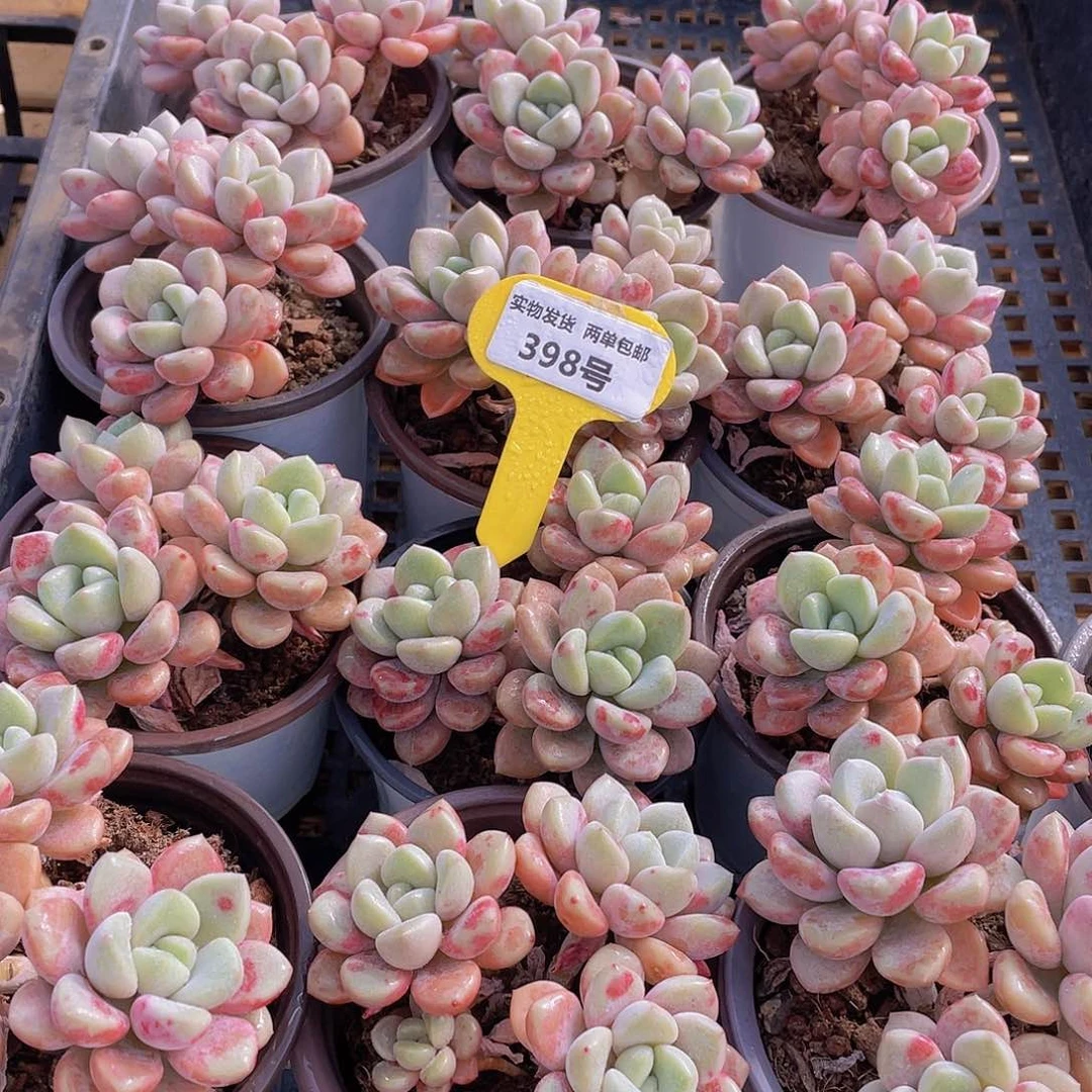 398号 白鹭花斑露大群生一个