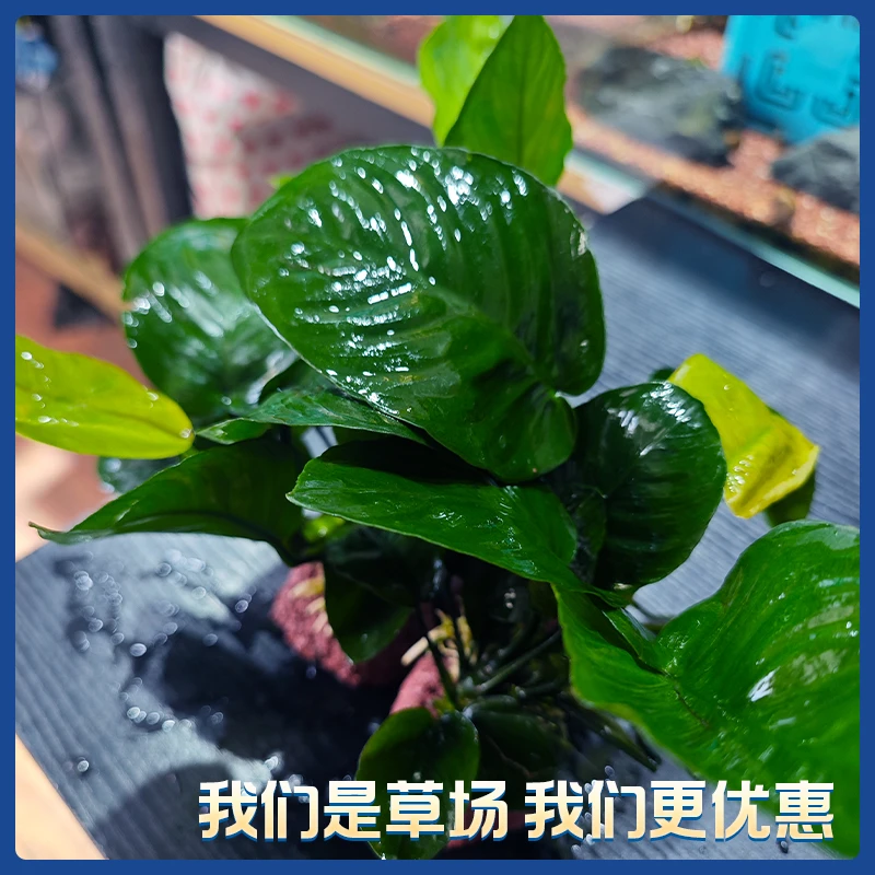 （火山石水草）水草水榕火山石底座懒人水草有水即活活体水草易养