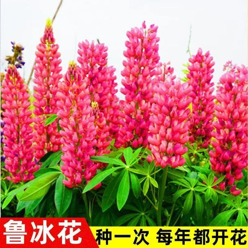 鲁冰花种籽羽扇豆种子四季开花公园小区民宿花籽花海景观耐寒花卉