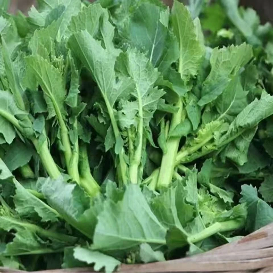 四川乐山农家绿菜苔新鲜采摘现摘现发