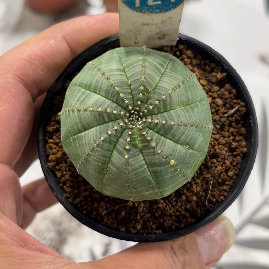 724自根布纹球带盆