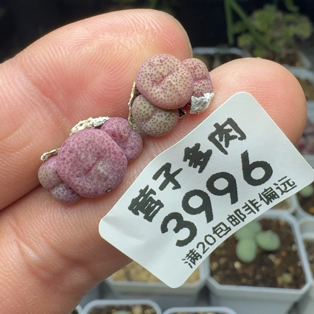 金桔两颗     3头