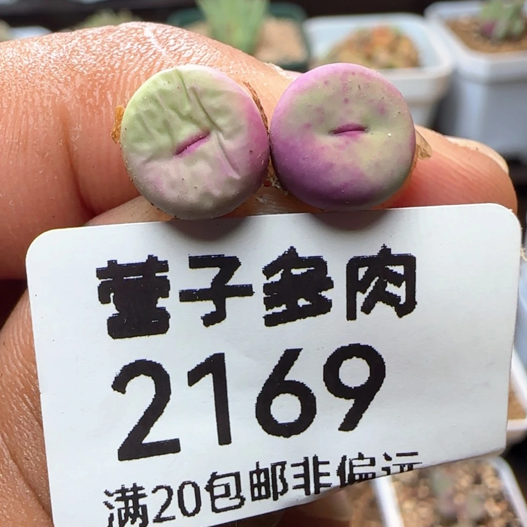 贝特芬两颗单头。          福利。