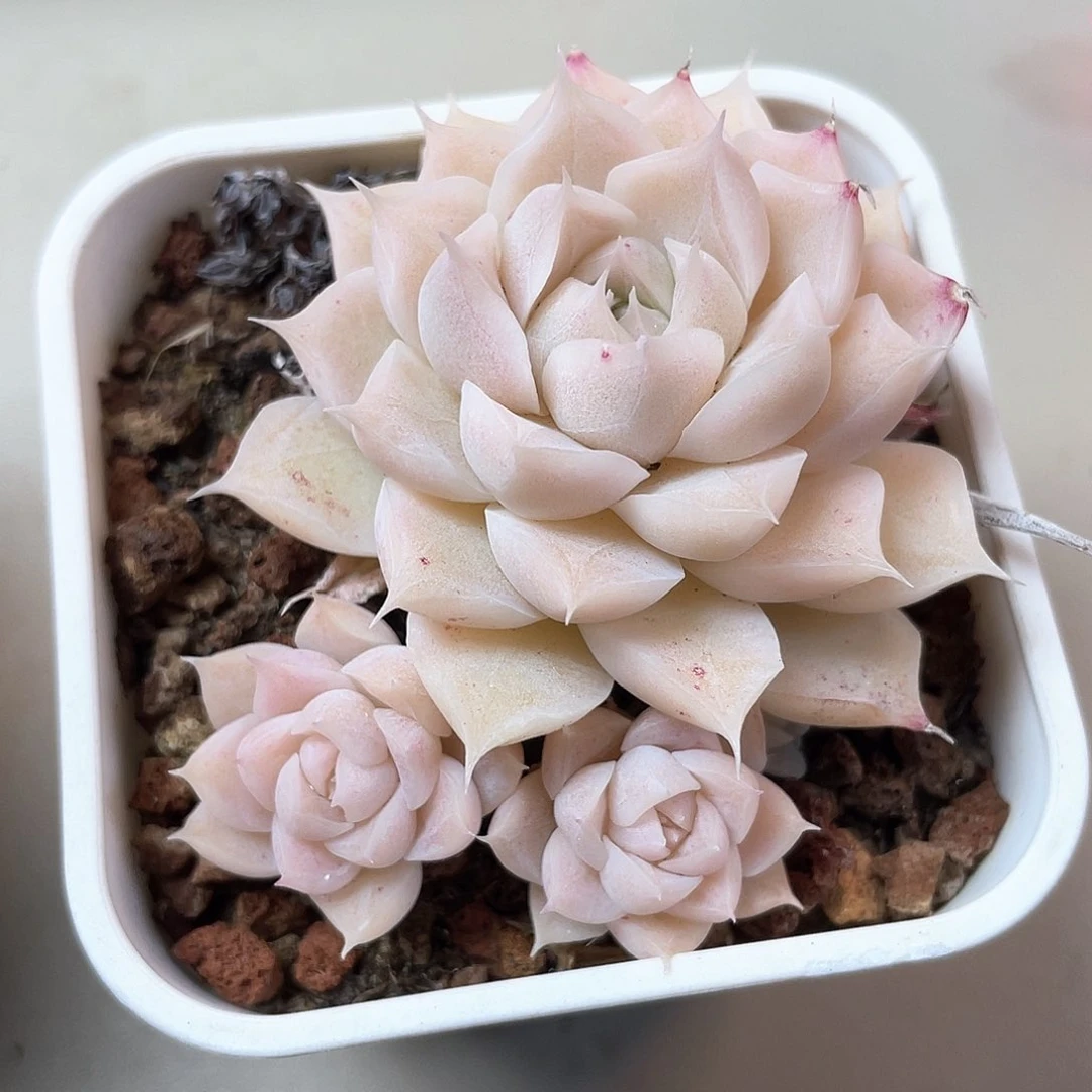 优选女王福利9215