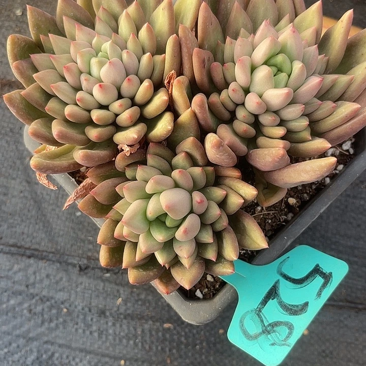 两单包邮，一物一拍，528米其林