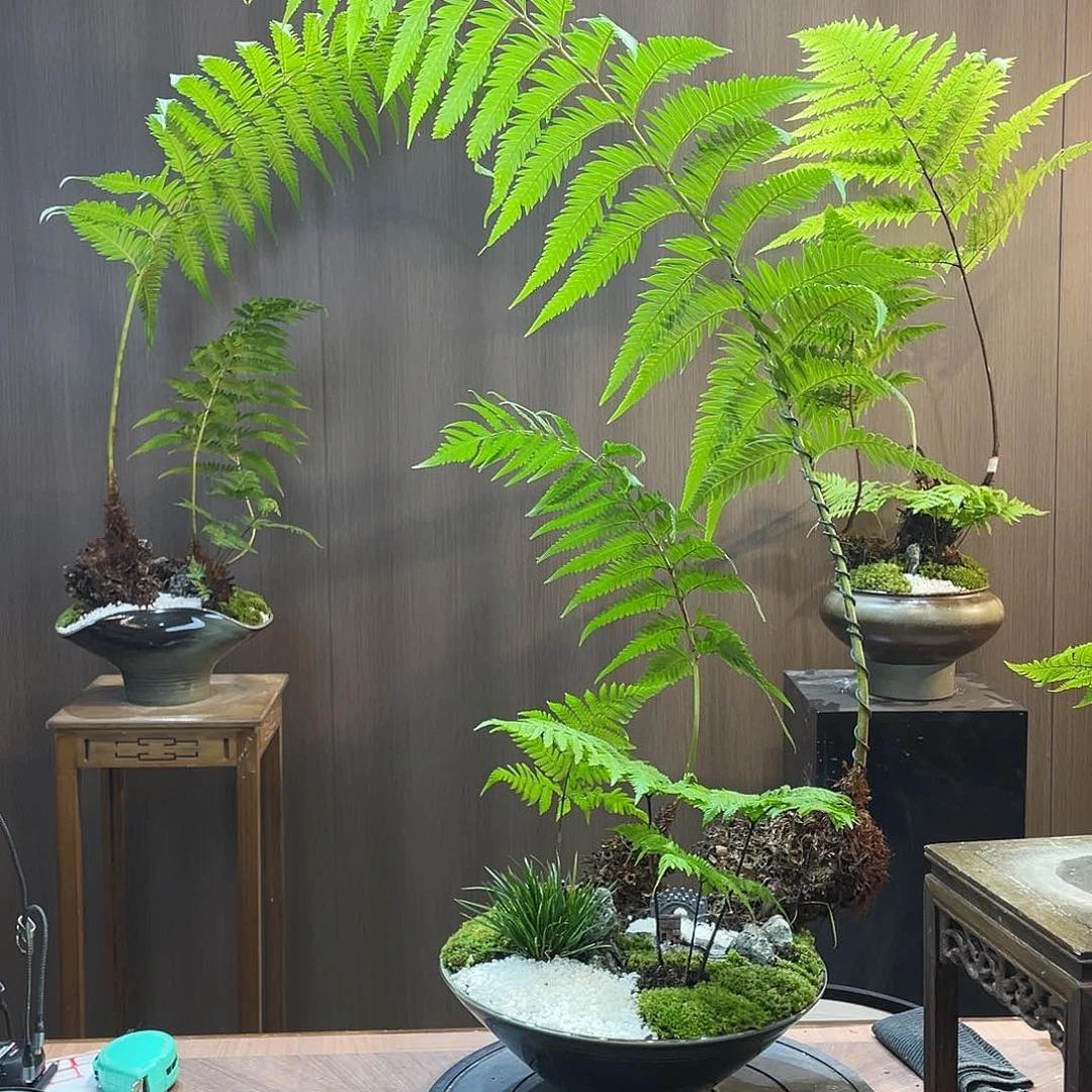 【闪购商品】依****你蕨类植物