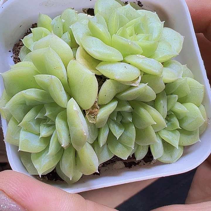 白天鹅群19包邮多肉