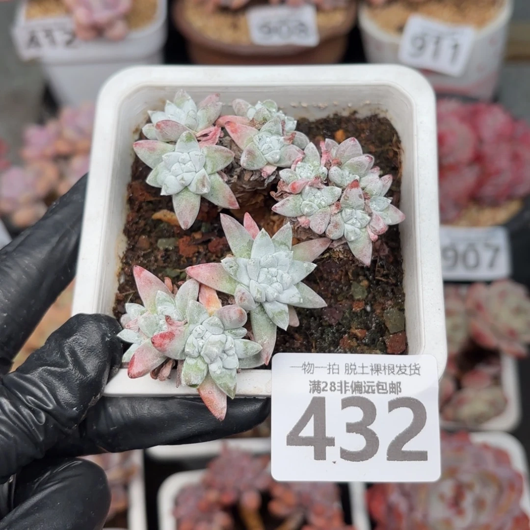 白菊多肉无盆土发货