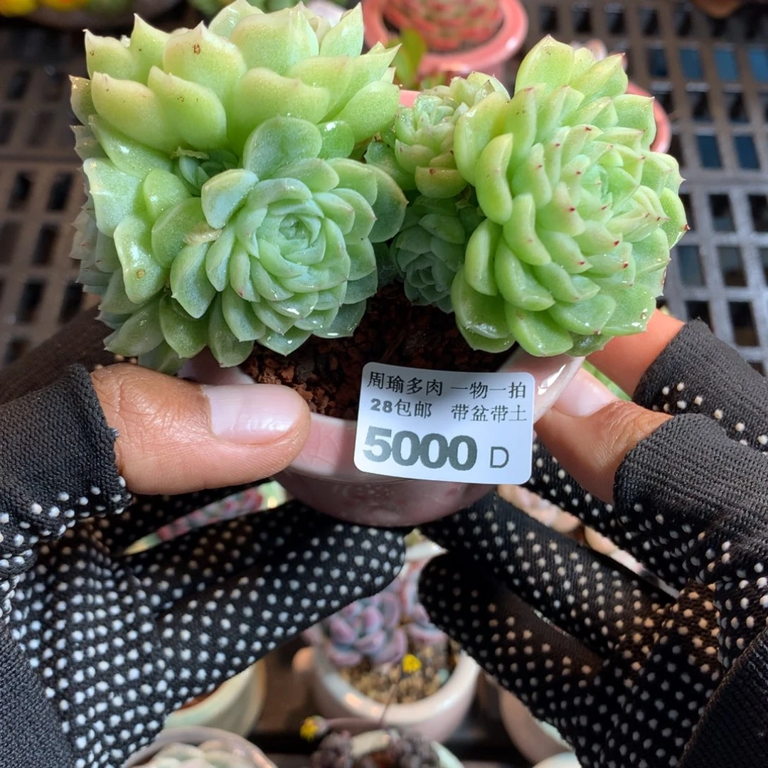 精控多肉植物5000